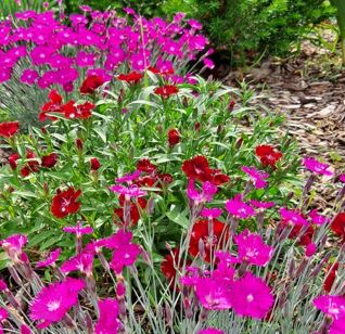 Ask an Expert: More on Plants found on the grounds of Minneapolis Public Schools