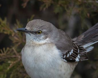 Your Neighborhood News: Urban Bird Collective Looking to Close the Nature Gap